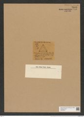 Triceratium bimarginatum Grove et Sturt (de-Toni-Nr.: Genus 140, Species 3913) Zeichnungen Sammlung Grunow Nr. 7399 (NHMW-BOT-W0376471)